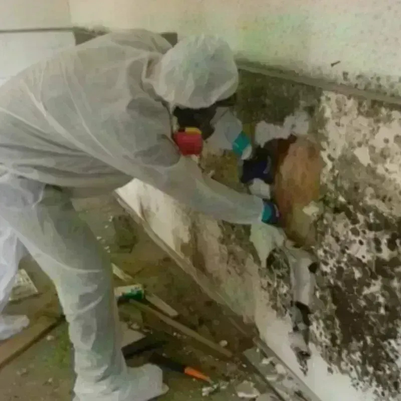 Mold Remediation and Removal in San Carlos, AZ